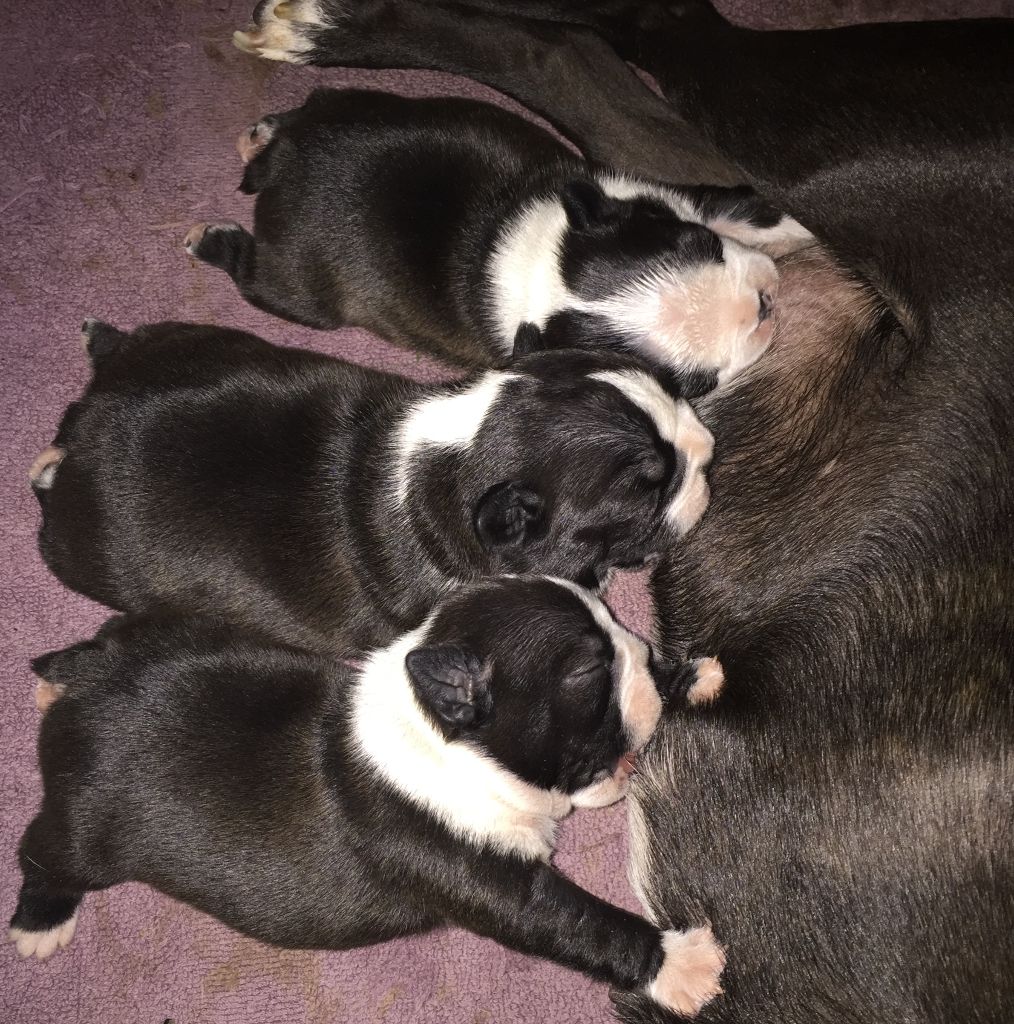 Chiot Boston Terrier Dels Campestres D'alteyrac